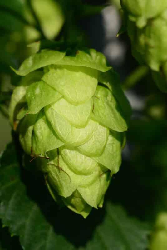 Detailed view of a hops plant.