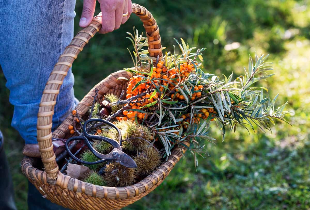 Hand holding a wicker basket filled with various foraged items and a pair of shears.