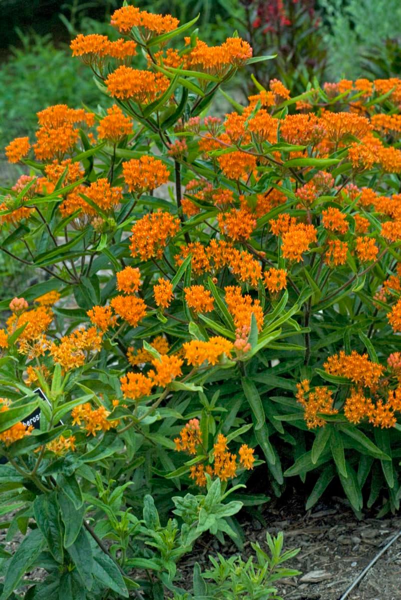 Asclepias tuberosa, orange colored butterfly weed