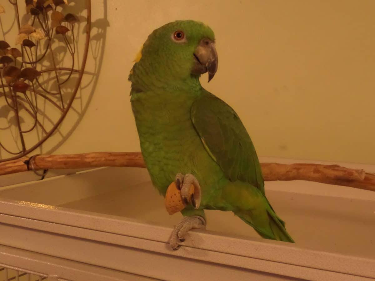 Parrot holding an almond in his claw