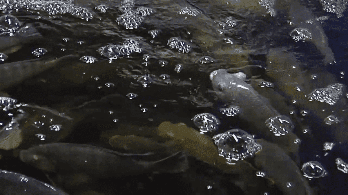 Tilapia raised for aquaponic farming