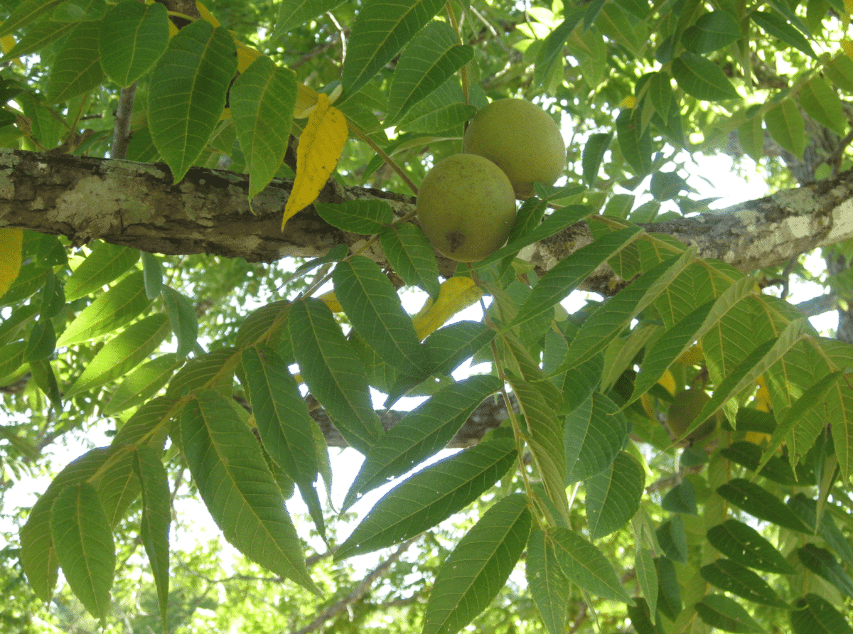 Black Walnuts Now Forager Picture 1 Issue 18 From Texas to Minnesota