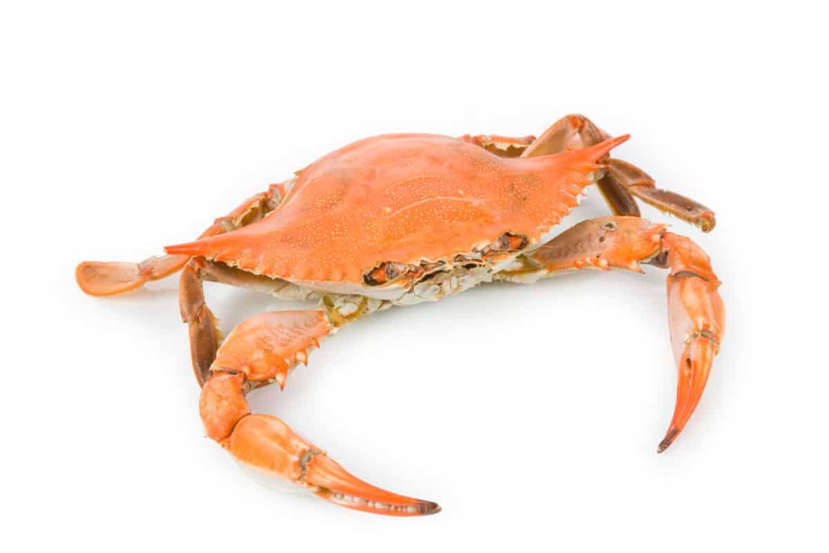 Blue Crab with white background