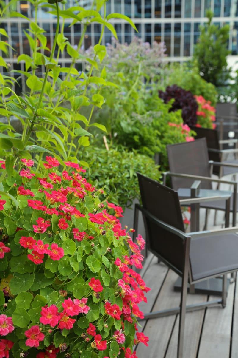 Nasturtiums growing in boxes on city roof