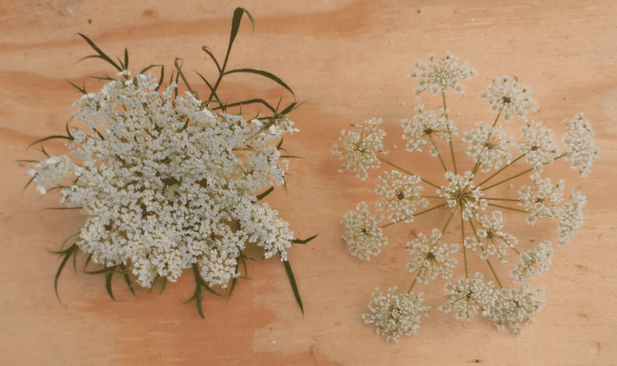 Now, Forager - Wild Carrot on the left, poisonous hemlock on the right. Issue 18 From Texas to Minnesota